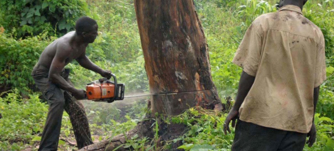 Court stops logging ban lifted by government
