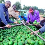 Hits and misses for agriculture a decade after devolution