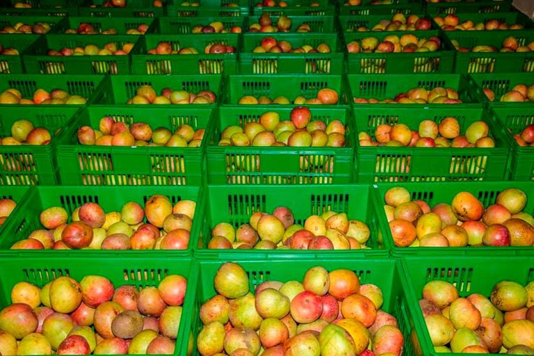 Inspection step-up amid avocado smuggling in mango packages