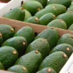 Kenya bans avocado exports