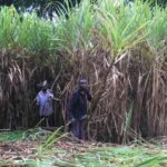 KRA now targets sugarcane farmers after avocado