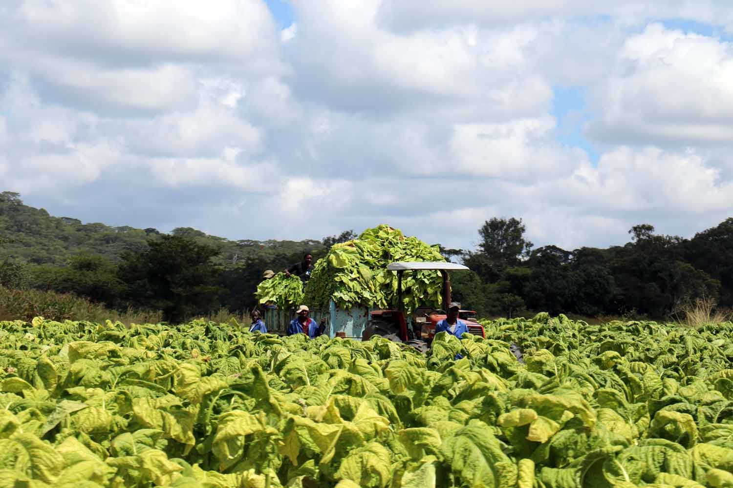 Zimbabwe tobacco sales surpass US$74 million in early season trading