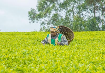 KTDA flags tea crisis as fuel costs and Iran war bite