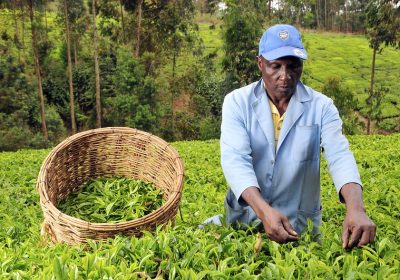 Kenya tea exports stall as Iran conflict disrupts shipping