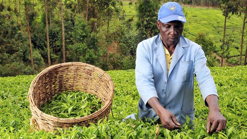 Kenya tea exports stall as Iran conflict disrupts shipping