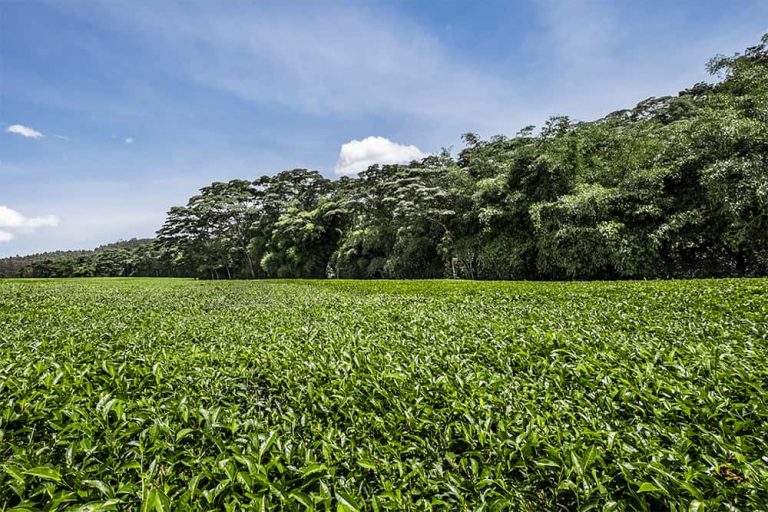 Williamson Tea has bounced back to profitability